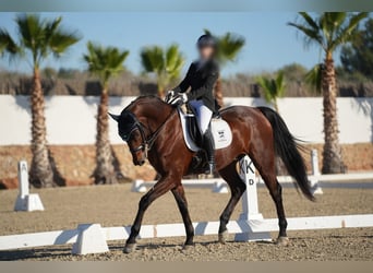 KWPN, Caballo castrado, 16 años, 166 cm, Castaño