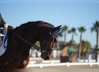 KWPN, Caballo castrado, 16 años, 166 cm, Castaño