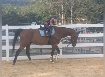 KWPN, Caballo castrado, 16 años, 166 cm, Castaño