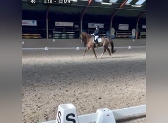 KWPN, Caballo castrado, 16 años, 168 cm, Alazán-tostado