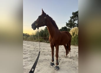 KWPN Mestizo, Caballo castrado, 16 años, 168 cm, Alazán-tostado