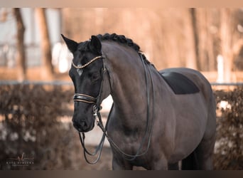 KWPN, Caballo castrado, 16 años, 168 cm, Negro