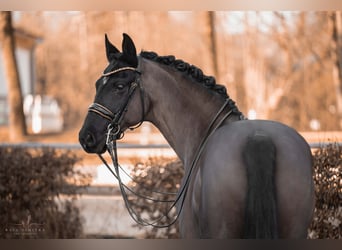 KWPN, Caballo castrado, 16 años, 168 cm, Negro