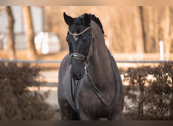 KWPN, Caballo castrado, 16 años, 168 cm, Negro