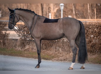 KWPN, Caballo castrado, 16 años, 168 cm, Negro