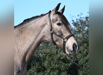 KWPN Mestizo, Caballo castrado, 16 años, 169 cm, Bayo