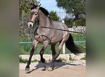 KWPN Mestizo, Caballo castrado, 16 años, 169 cm, Bayo