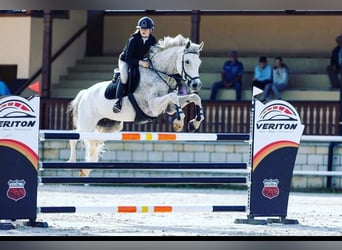 KWPN, Caballo castrado, 16 años, 170 cm, Tordo