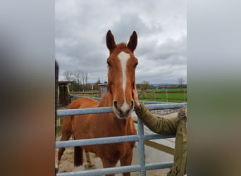 KWPN, Caballo castrado, 16 años, 173 cm, Alazán