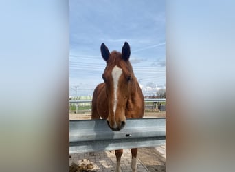 KWPN, Caballo castrado, 16 años, 173 cm, Alazán