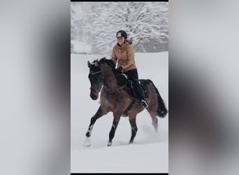 KWPN, Caballo castrado, 16 años, 173 cm, Castaño