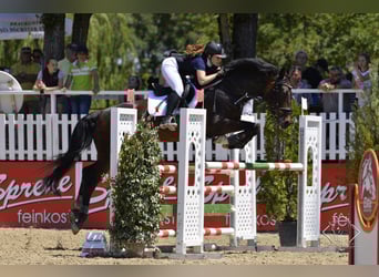 KWPN, Caballo castrado, 16 años, 173 cm, Castaño