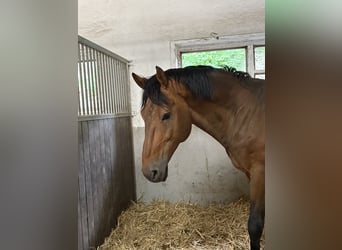 KWPN, Caballo castrado, 16 años, 173 cm, Castaño