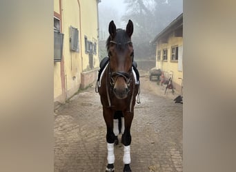KWPN, Caballo castrado, 16 años, 173 cm, Castaño