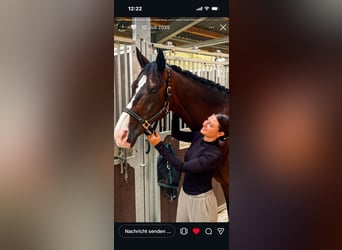 KWPN, Caballo castrado, 16 años, 173 cm, Castaño oscuro