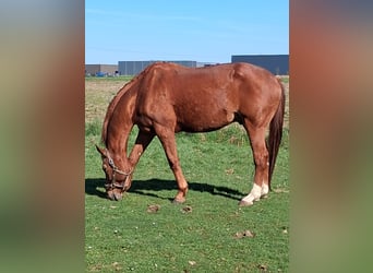 KWPN, Caballo castrado, 16 años, 174 cm, Alazán