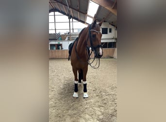 KWPN, Caballo castrado, 16 años, 175 cm, Alazán-tostado