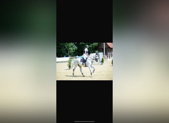 KWPN, Caballo castrado, 16 años, 179 cm, Tordo