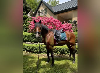 KWPN, Caballo castrado, 17 años, 165 cm, Castaño rojizo