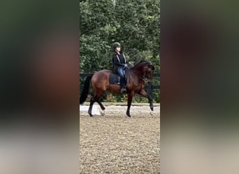 KWPN, Caballo castrado, 17 años, 165 cm, Castaño rojizo