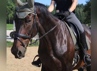 KWPN, Caballo castrado, 17 años, 168 cm, Castaño oscuro