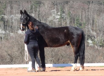 KWPN, Caballo castrado, 17 años, 169 cm, Castaño