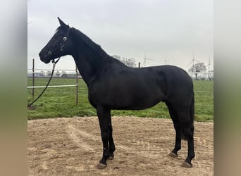 KWPN, Caballo castrado, 17 años, 170 cm, Negro