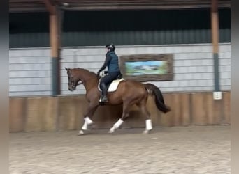 KWPN, Caballo castrado, 17 años, 172 cm, Alazán-tostado