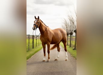 KWPN, Caballo castrado, 17 años, 174 cm, Alazán