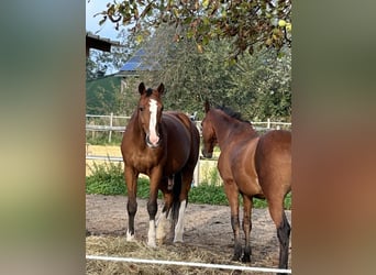 KWPN, Caballo castrado, 17 años, 175 cm, Castaño