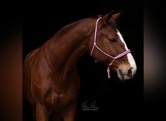 KWPN, Caballo castrado, 17 años, 175 cm, Castaño