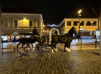 KWPN, Caballo castrado, 17 años, 175 cm, Negro