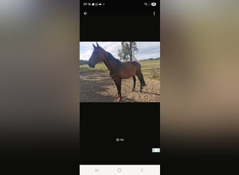 KWPN, Caballo castrado, 17 años, 182 cm, Castaño