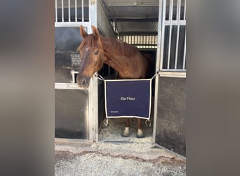 KWPN, Caballo castrado, 18 años, 165 cm, Alazán