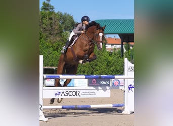 KWPN, Caballo castrado, 18 años, 183 cm, Castaño