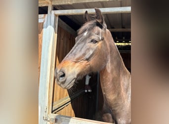 KWPN, Caballo castrado, 19 años, 167 cm, Castaño oscuro
