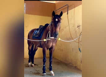 KWPN, Caballo castrado, 19 años, 168 cm, Bayo