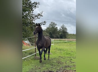 KWPN, Caballo castrado, 19 años, 173 cm, Castaño
