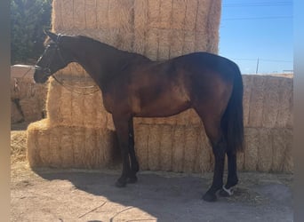 KWPN, Caballo castrado, 19 años, 175 cm, Negro