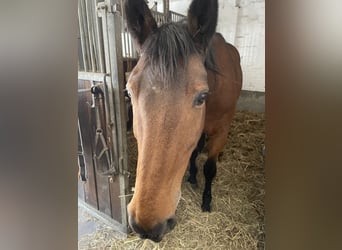 KWPN, Caballo castrado, 19 años, 176 cm, Castaño