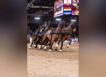 KWPN, Caballo castrado, 20 años, 161 cm, Castaño