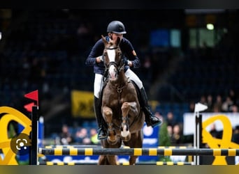 KWPN, Caballo castrado, 21 años, 148 cm