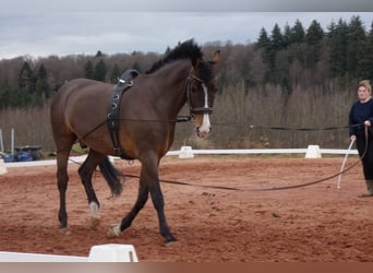 KWPN, Caballo castrado, 21 años, 162 cm, Castaño