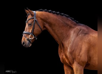 KWPN, Caballo castrado, 21 años, Castaño rojizo