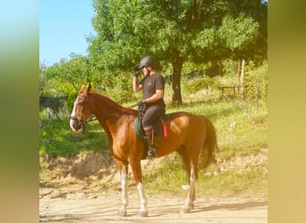 KWPN, Caballo castrado, 23 años, Alazán