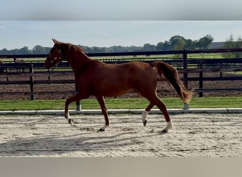KWPN, Caballo castrado, 2 años, 160 cm, Alazán-tostado