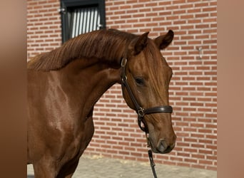 KWPN, Caballo castrado, 2 años, 160 cm, Alazán-tostado