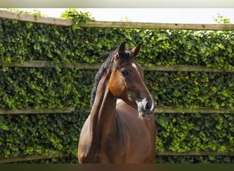 KWPN, Caballo castrado, 2 años, 160 cm, Castaño