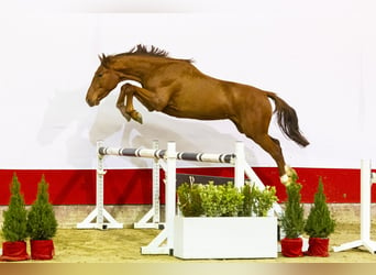 KWPN, Caballo castrado, 2 años, 161 cm, Alazán-tostado