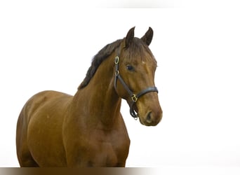 KWPN, Caballo castrado, 2 años, 161 cm, Alazán-tostado